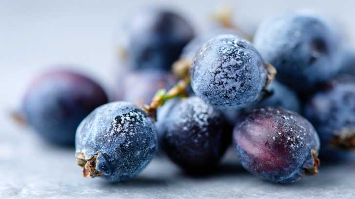 close-up van blauwe jenever bessen