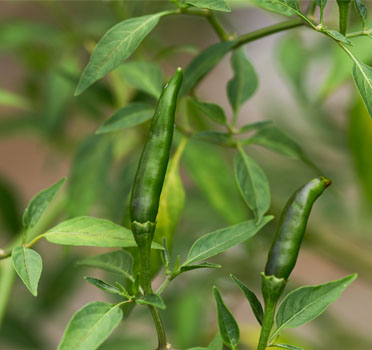 Biologische vs. normale kruiden: alle ins en outs om de juiste keuze te kunnen maken